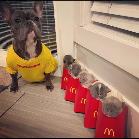 Meet your Posher, Shelby - Picture 1 of 1